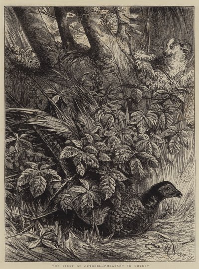 Le Premier Octobre, Faisan dans le Fourré - Harrison William Weir